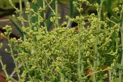 Lactuca sativa